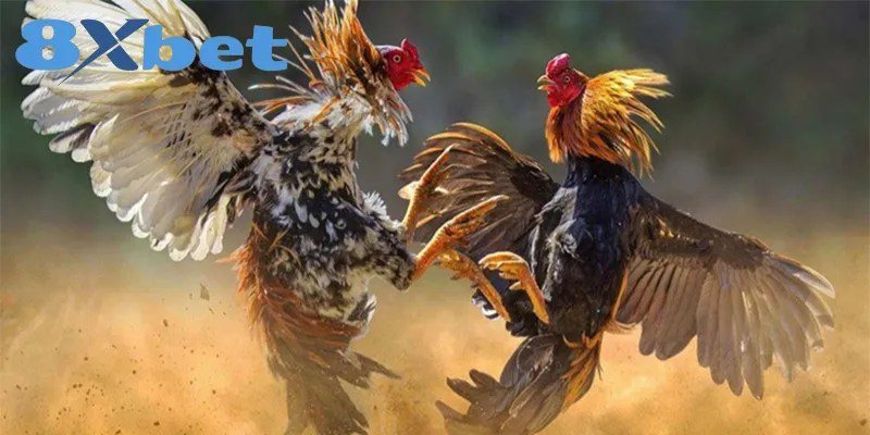 Kèo đá gà: chiến kê bật cao ra đòn trong trận được đặt cược