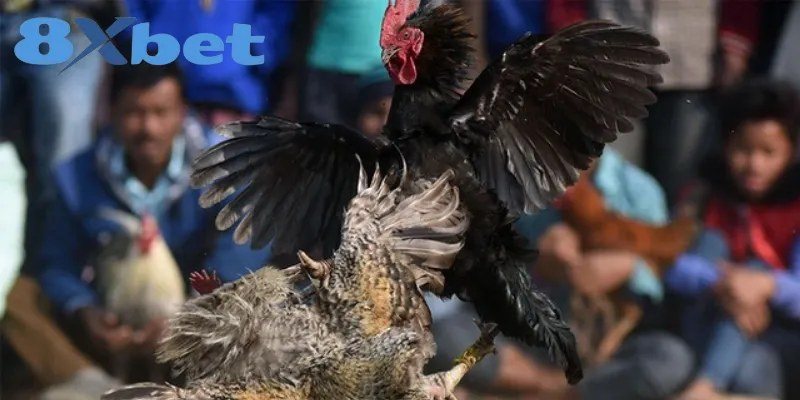 Chiến kê lông đen bay cao tung cú đá trong trận cựa sắt trước khán giả