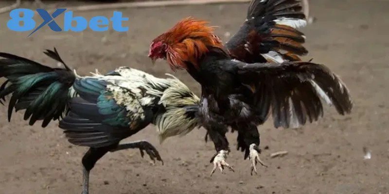 Hai chiến kê lao vào nhau trên sân đất trong trận đá gà có cược