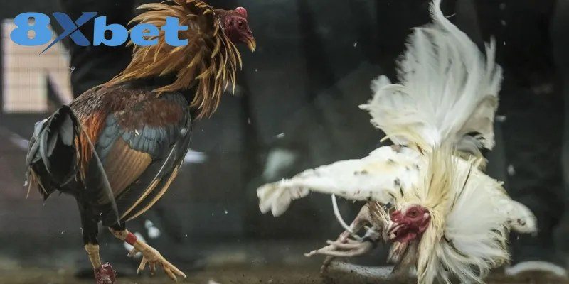 Chiến kê lông trắng xoay người ra đòn trước đối thủ lông nâu