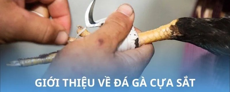 Sư kê gắn cựa sắt vào chân chiến kê theo luật đá gà cựa sắt