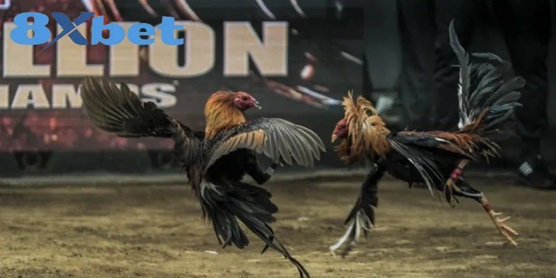 Hai chiến kê giao đấu trên sân đất trong một trận đá gà cựa sắt