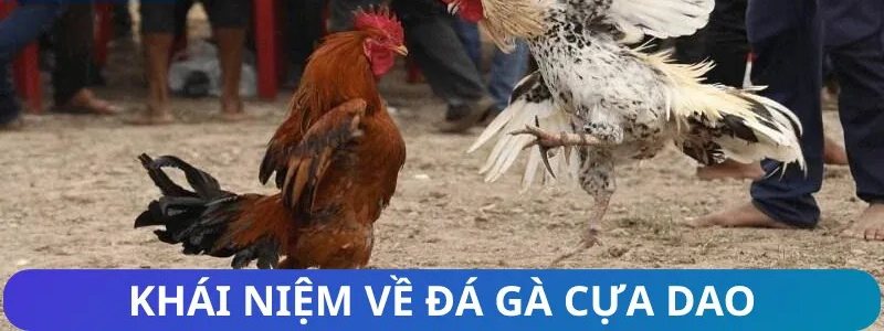Hai chiến kê gà cựa dao Philippines lao vào nhau trên sân đất