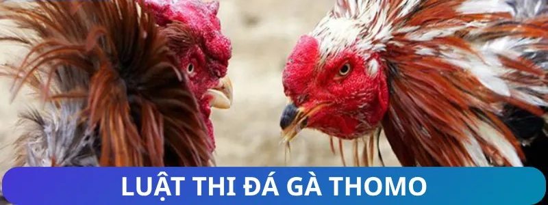 Cận cảnh hai chiến kê trước giờ thi đấu theo luật trường gà Thomo