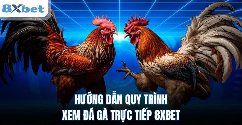 Minh họa quy trình xem đá gà live và đặt cược trên sảnh 8Xbet