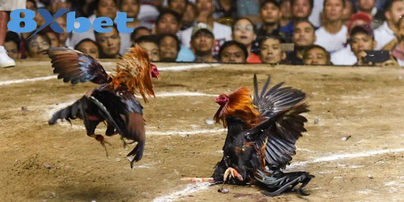 Phân biệt Thomo và cựa sắt qua hình ảnh hai chiến kê đang giao đấu trước khán giả.