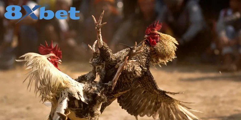 Đá gà cựa sắt với hai chiến kê tung đòn trên sân đất tại 8Xbet