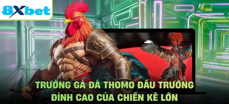 Đá gà Thomo tại trường gà nổi tiếng Campuchia, xem trực tiếp trên 8Xbet